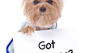 How to Choose the Best Dog Insurance Company