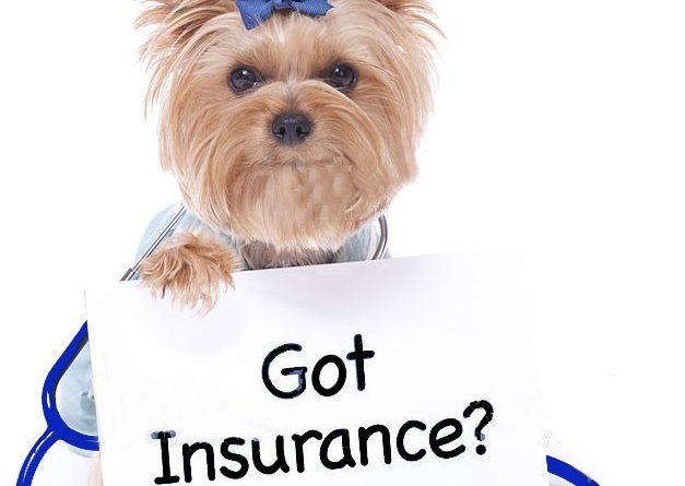 How to Choose the Best Dog Insurance Company