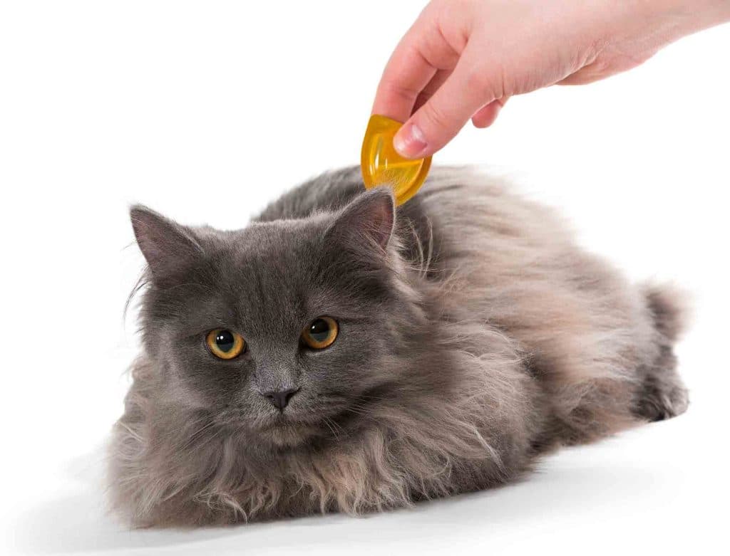 Should Cats Drink Milk? Should Cats Drink Milk?