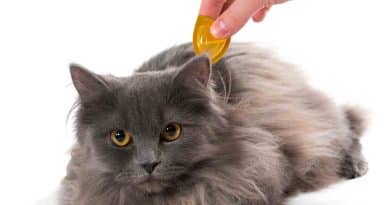 Natural Remedies for Cats With Heartworms