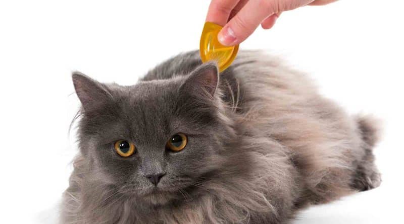 Natural Remedies for Cats With Heartworms