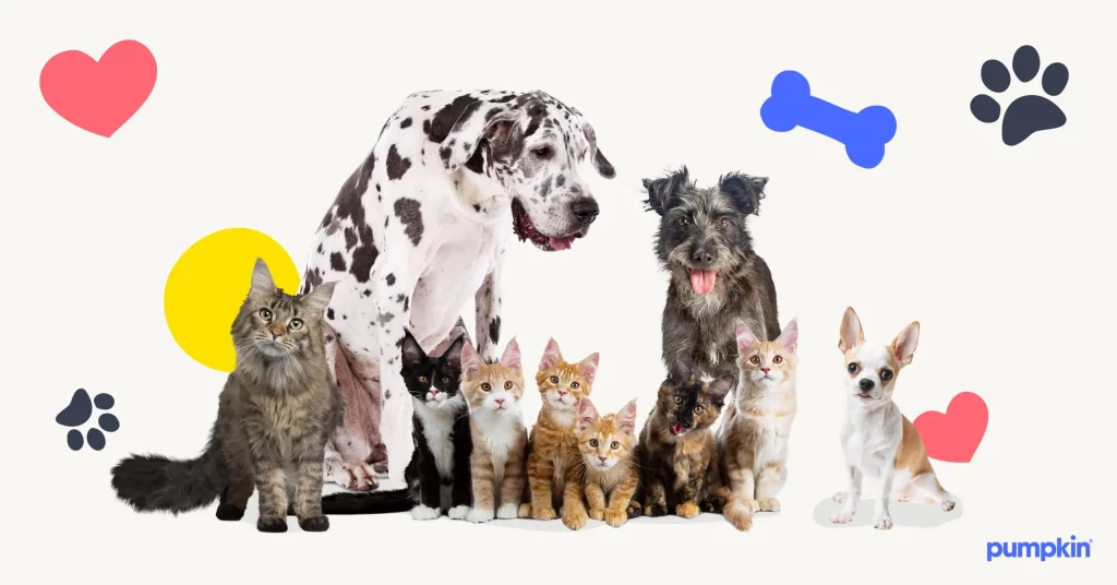 Is It a Good Idea to Let You Dog Join a Show? Is It a Good Idea to Let You Dog Join a Show?