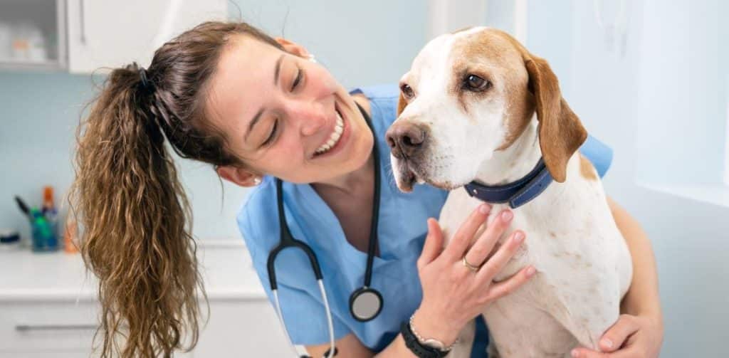 Dog Health and Safety Tips For Winter Dog Health and Safety Tips For Winter