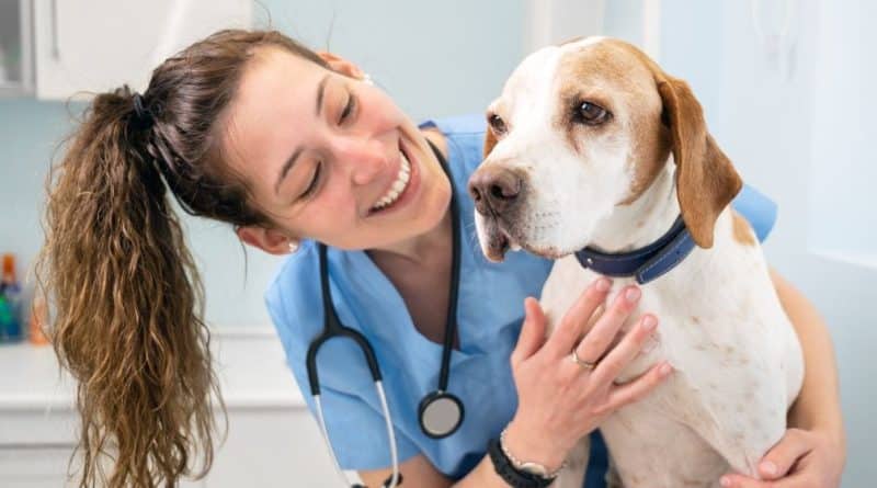 Natural Treatment of Pyometra in Dogs and Cats